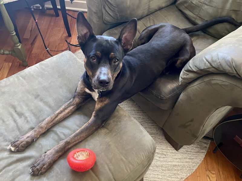 Bella, an adoptable Australian Kelpie in Fort Collins, CO, 80524 | Photo Image 3