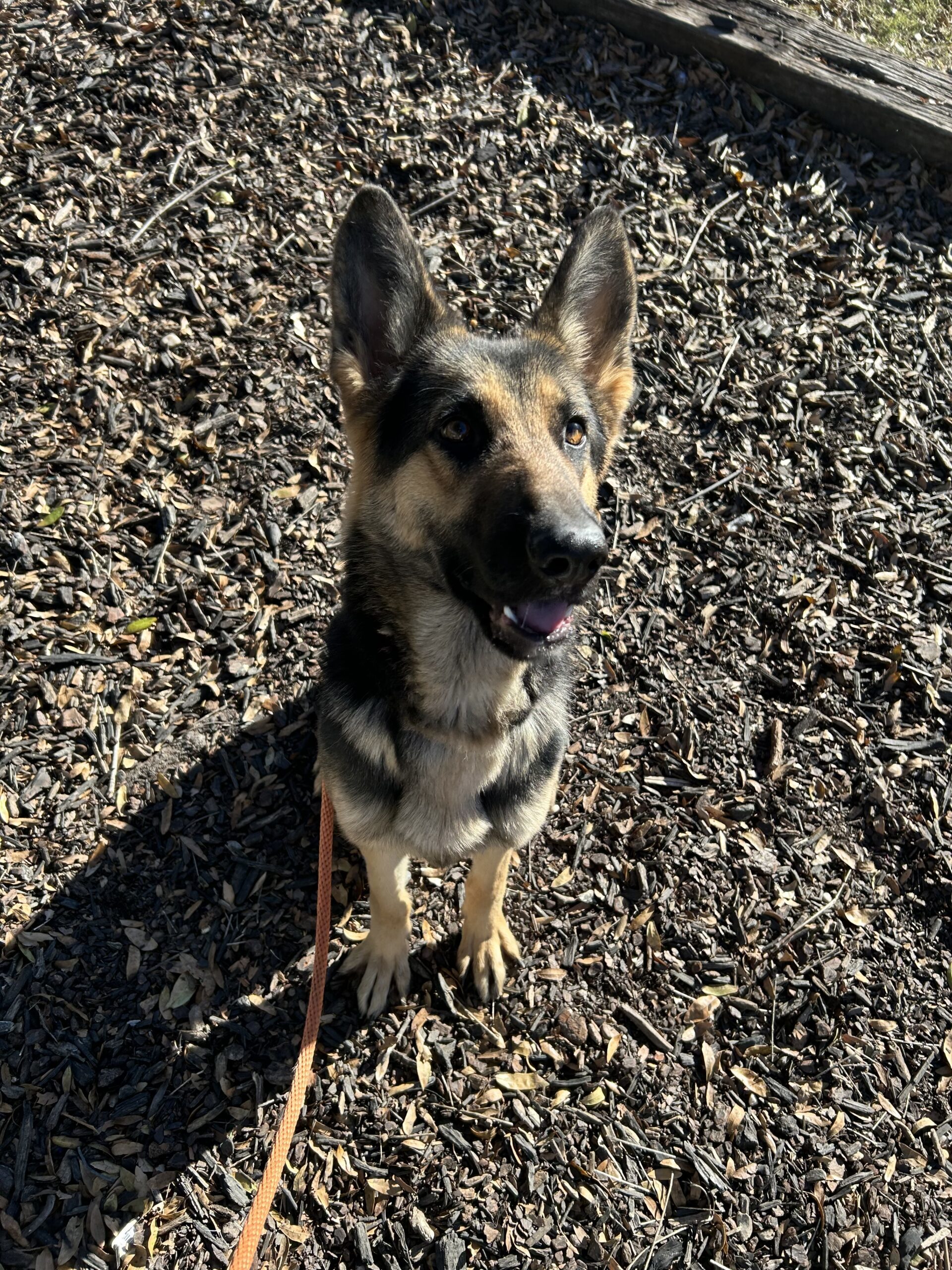 Dog for adoption - Viola, a German Shepherd Dog Mix in Howell, NJ ...