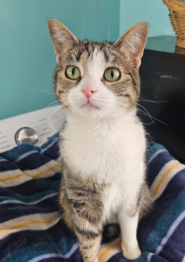 Perla, an adoptable Domestic Short Hair in Ogden, UT, 84409 | Photo Image 1