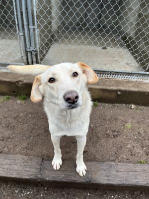 Courtesy Post Please meet adorable Igor He is a 2 year old Canaan dog mix that was abandoned with 
