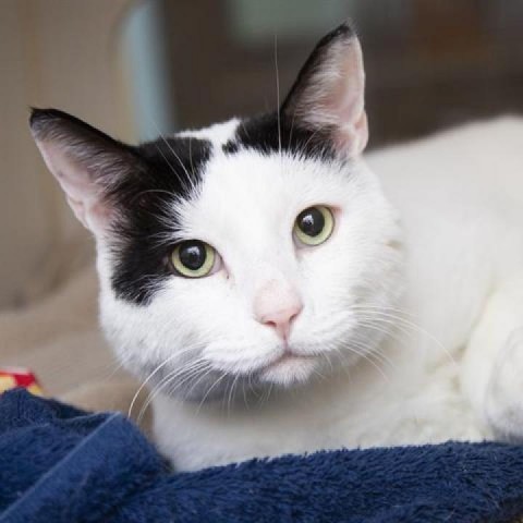 Wallaby, an adoptable Domestic Short Hair in Phoenix, AZ, 85086 | Photo Image 1