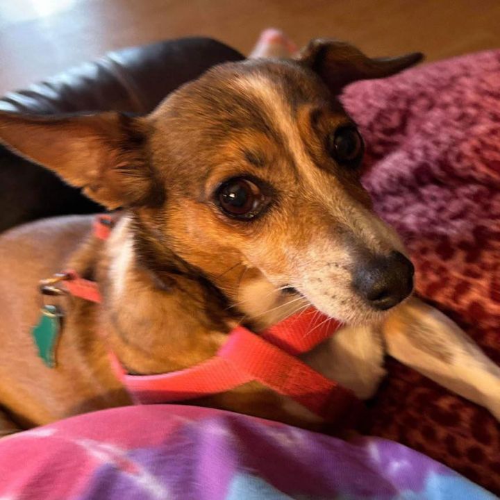 Dixie 1