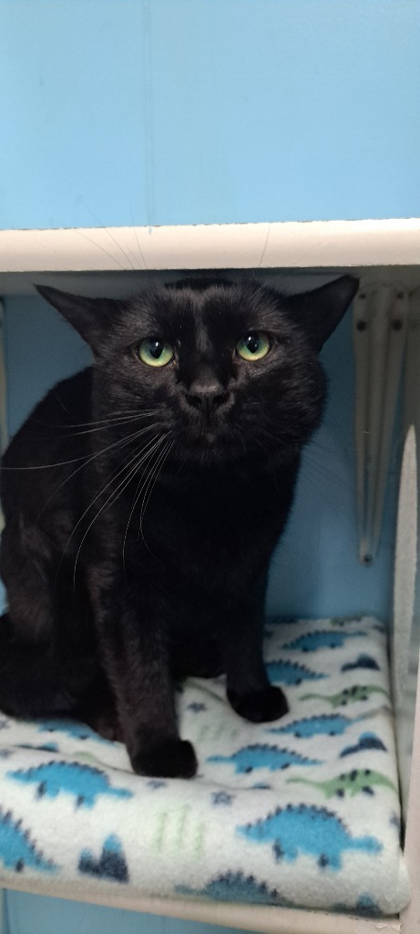 Pilgrim, an adoptable Domestic Short Hair in Virginia, MN, 55792 | Photo Image 1