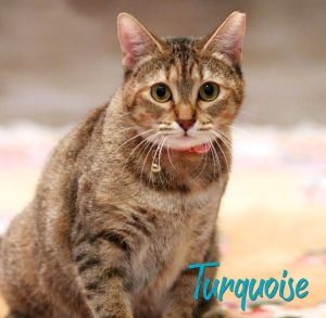 Turquoise #more-to-hug Tabby Cat