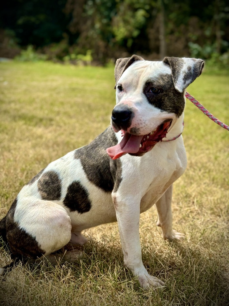 Ty (Reese), an adoptable American Bulldog in Henderson, KY, 42420 | Photo Image 1