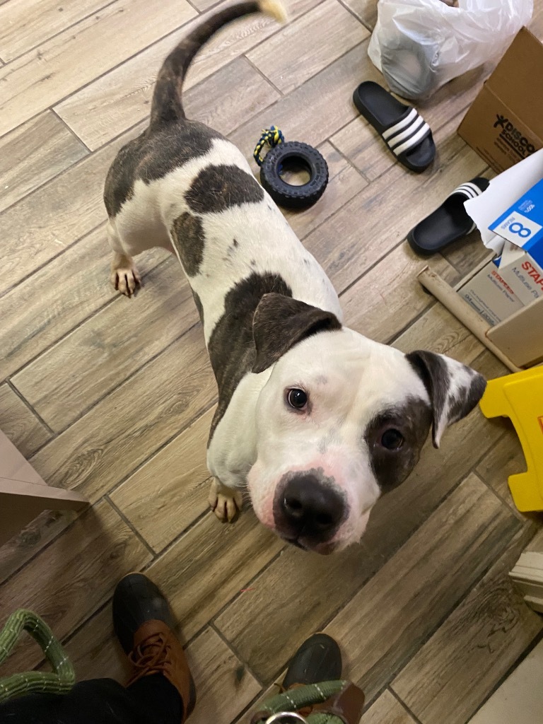 Ty (Reese), an adoptable American Bulldog in Henderson, KY, 42420 | Photo Image 2