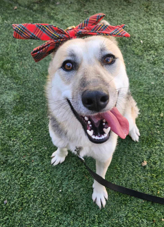 Peach, an adoptable German Shepherd Dog in Cortez, CO, 81321 | Photo Image 5