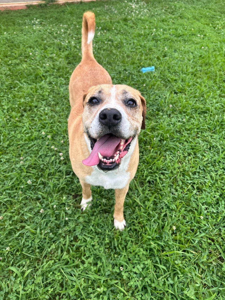 Tater, an adoptable Boxer, American Staffordshire Terrier in Johnson City, TN, 37604 | Photo Image 1
