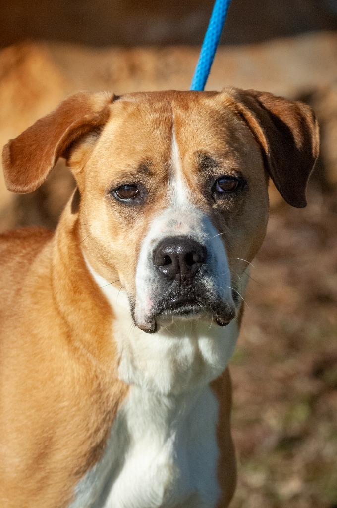 Tater, an adoptable Boxer, American Staffordshire Terrier in Johnson City, TN, 37604 | Photo Image 2