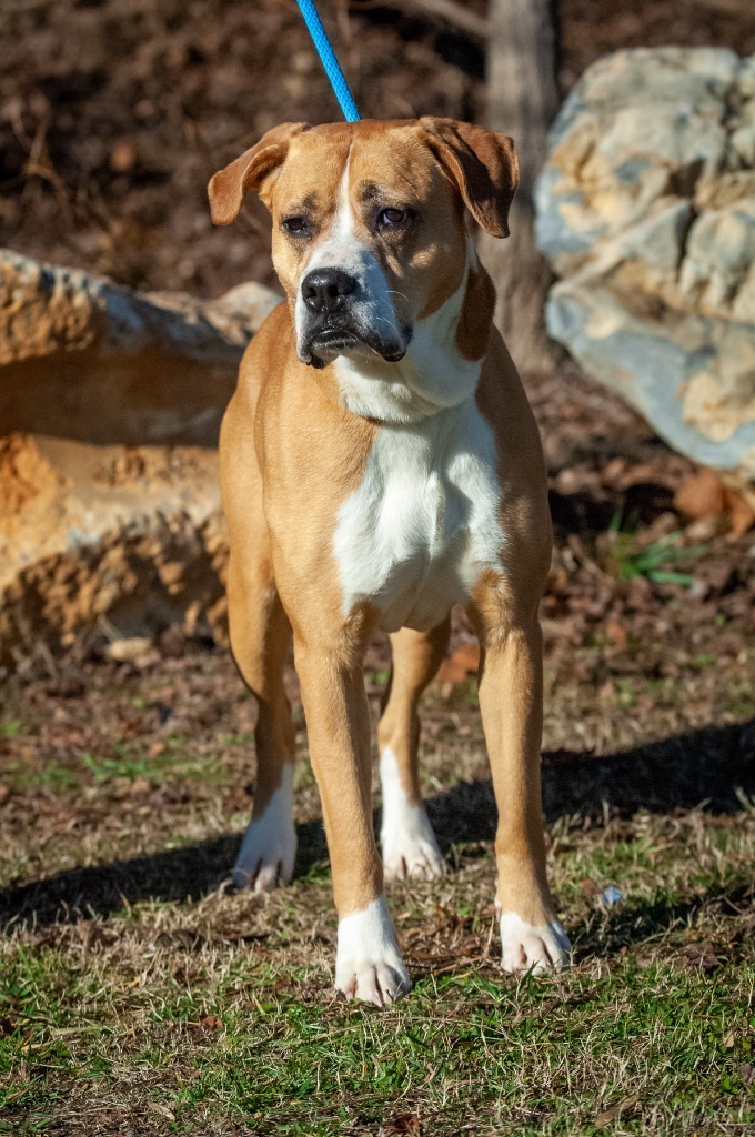 Tater, an adoptable Boxer, American Staffordshire Terrier in Johnson City, TN, 37604 | Photo Image 3