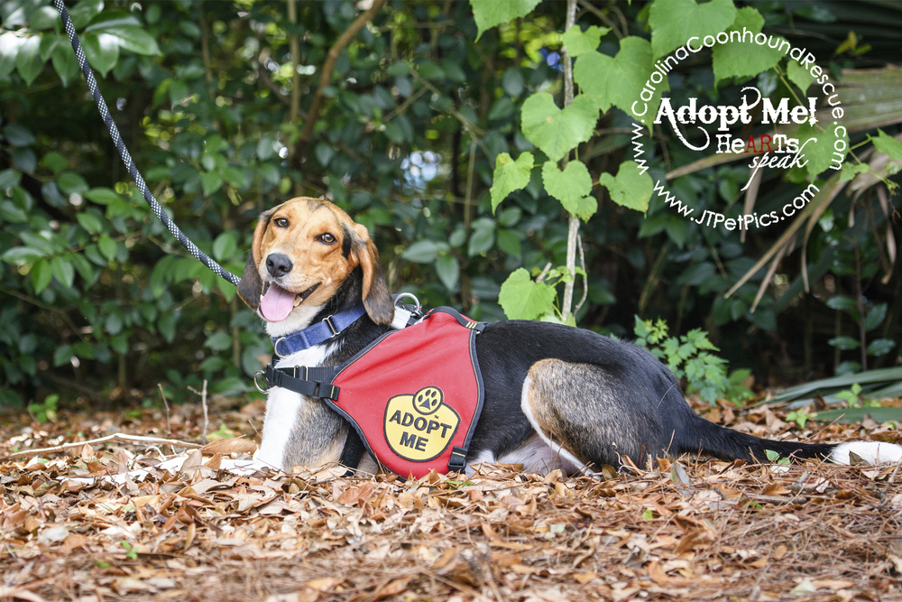 Buckshot, an adoptable Foxhound, Hound in Charleston, SC, 29416 | Photo Image 1