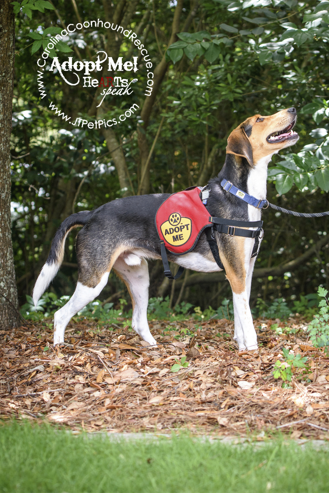 Buckshot, an adoptable Foxhound, Hound in Charleston, SC, 29416 | Photo Image 4