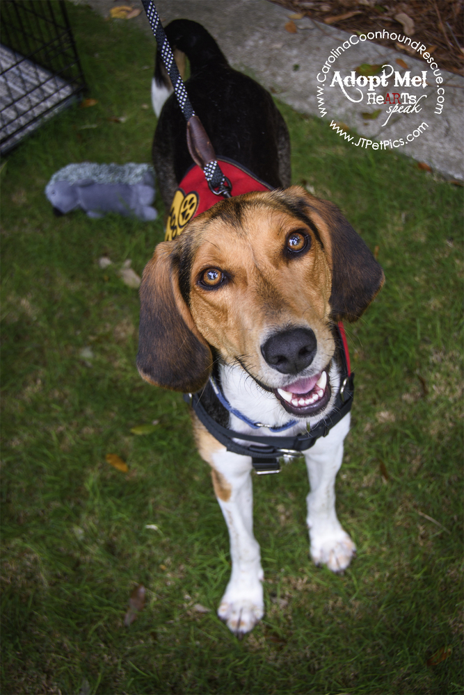 Buckshot, an adoptable Foxhound, Hound in Charleston, SC, 29416 | Photo Image 5