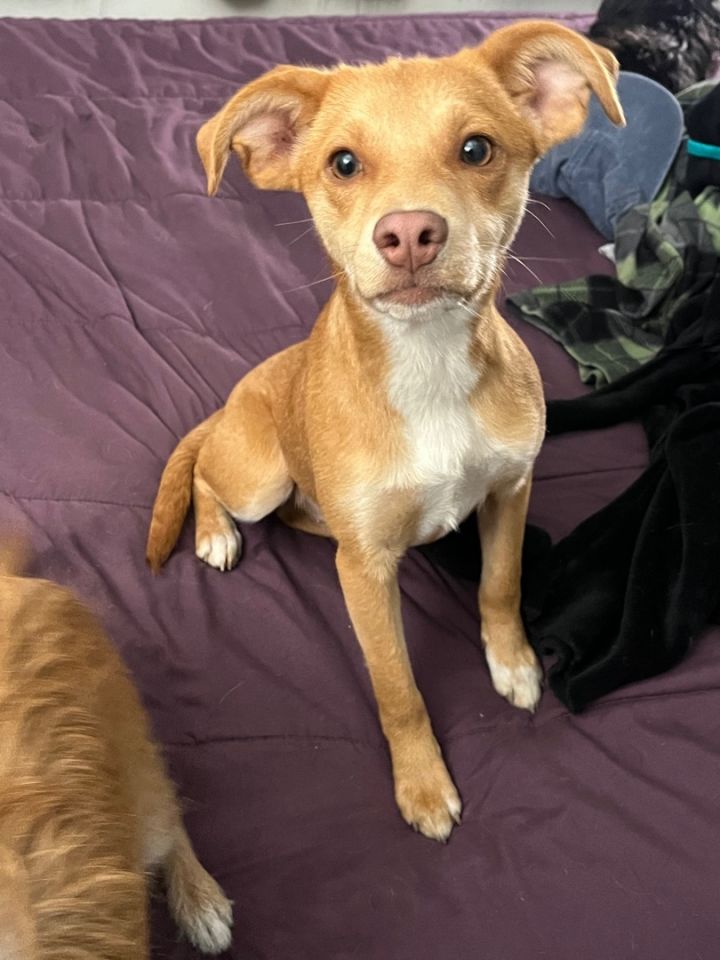 Dog for adoption - Siri , a Chihuahua & Terrier Mix in Hayward, CA ...