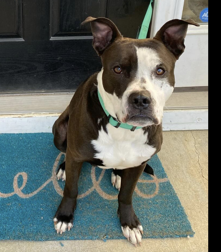 River, an adoptable American Staffordshire Terrier in Raleigh, NC, 27616 | Photo Image 1