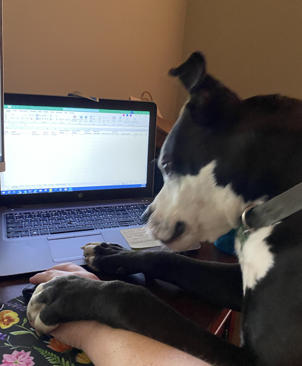 River, an adoptable American Staffordshire Terrier in Raleigh, NC, 27616 | Photo Image 2