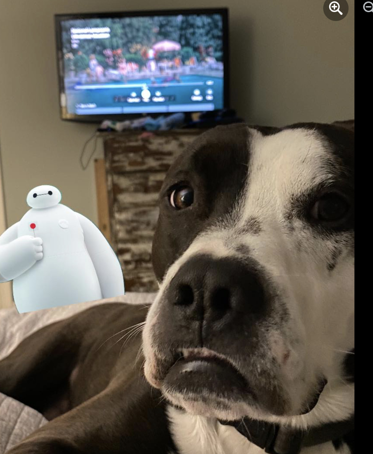 River, an adoptable American Staffordshire Terrier in Raleigh, NC, 27616 | Photo Image 3