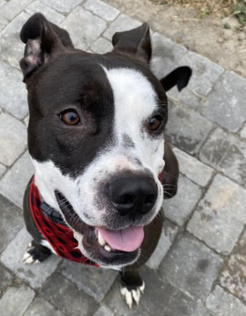 River, an adoptable American Staffordshire Terrier in Raleigh, NC, 27616 | Photo Image 4