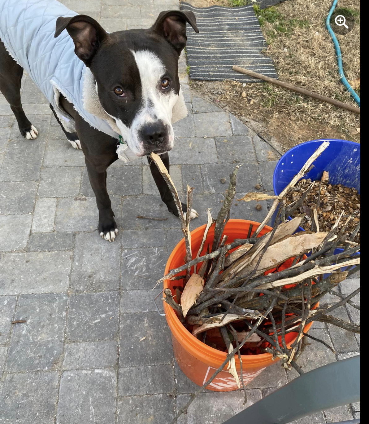 River, an adoptable American Staffordshire Terrier in Raleigh, NC, 27616 | Photo Image 5