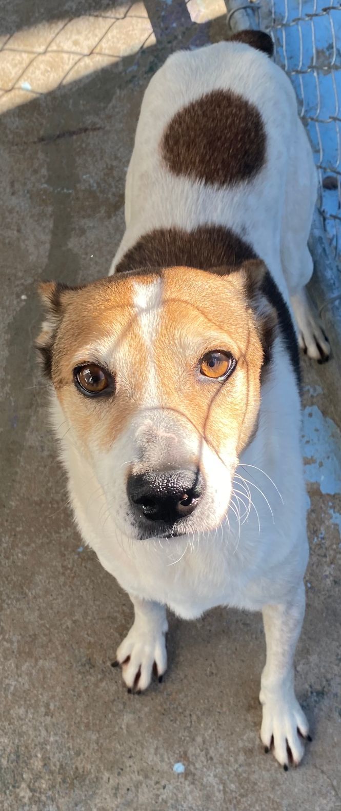 Jackson, an adoptable Basenji in Staley, NC, 27355 | Photo Image 1