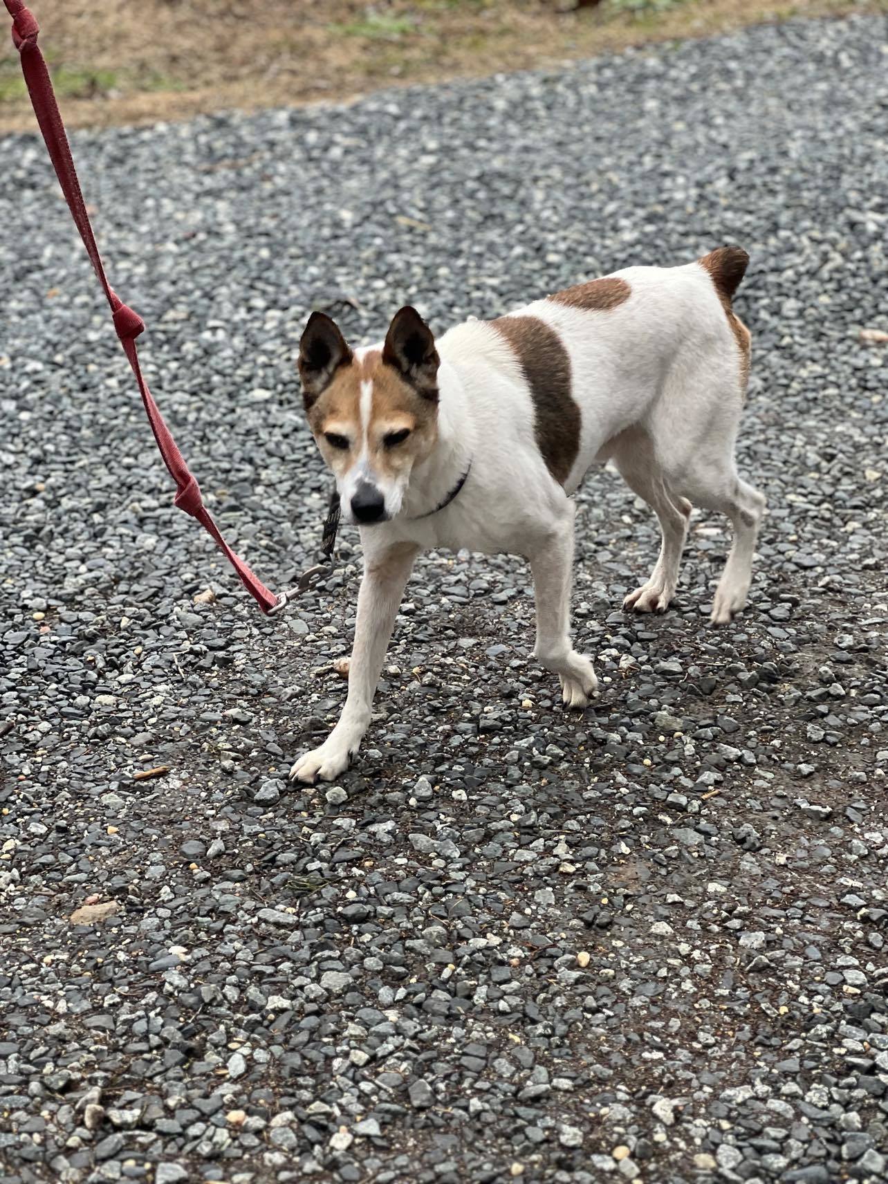 Jackson, an adoptable Basenji in Staley, NC, 27355 | Photo Image 2