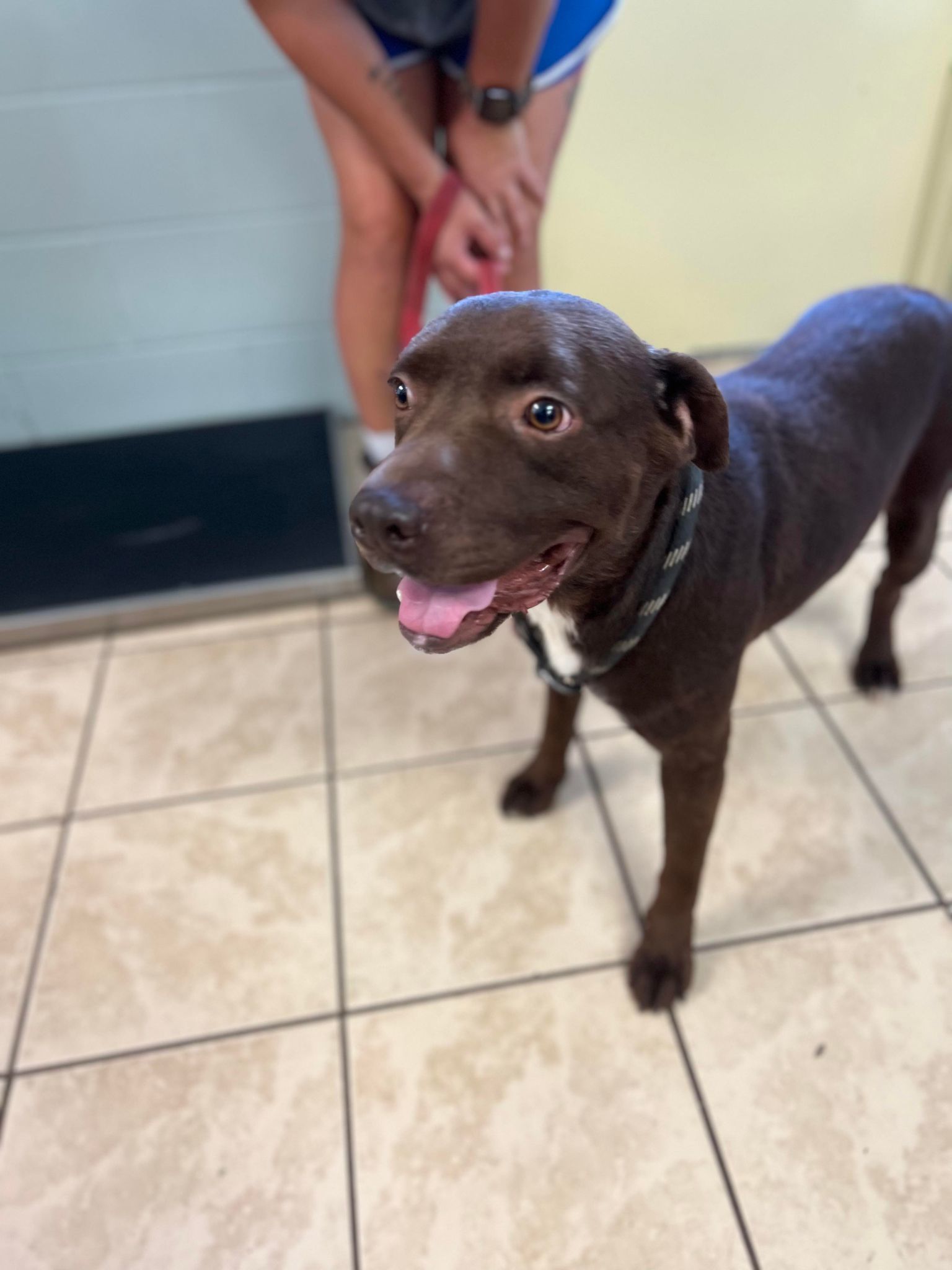 Rory, an adoptable Retriever, Pit Bull Terrier in Staley, NC, 27355 | Photo Image 1