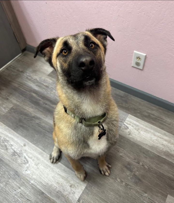 Anatolian shepherd mixed clearance with german shepherd