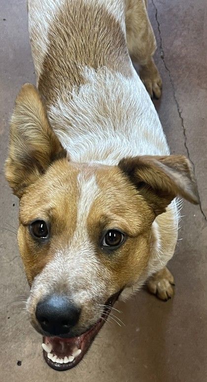 Dog for adoption - Colt, an Australian Cattle Dog / Blue Heeler in ...