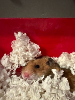 Petfinder hamster store