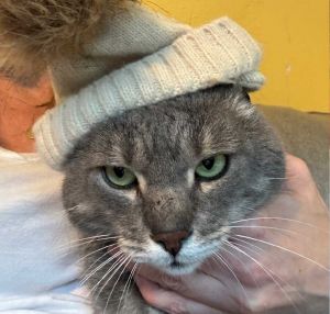 Earl Grey Tabby Cat