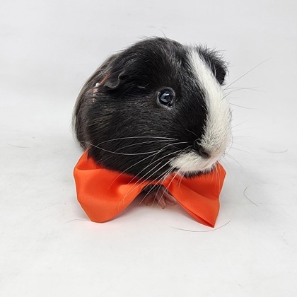 Aspen for guinea outlet pigs