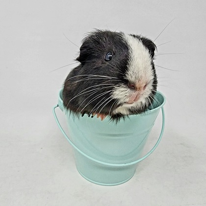 Aspen for guinea pigs hotsell
