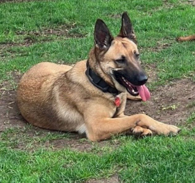 Petfinder 2024 belgian malinois