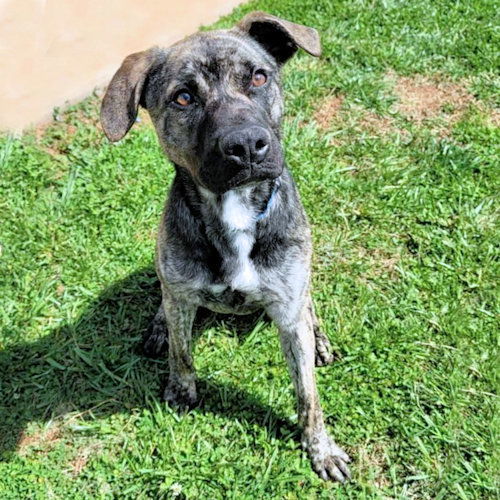 Brutus, an adoptable Labrador Retriever, German Shepherd Dog in Rutherfordton, NC, 28139 | Photo Image 1