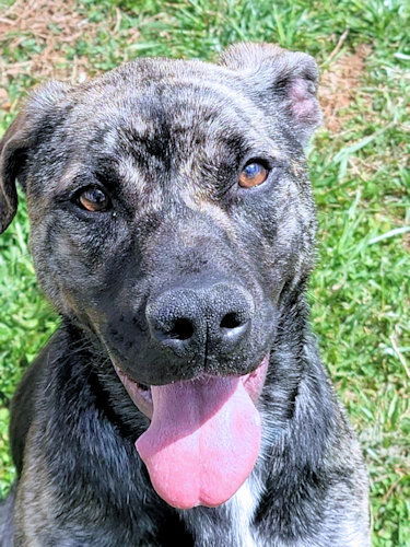 Brutus, an adoptable Labrador Retriever, German Shepherd Dog in Rutherfordton, NC, 28139 | Photo Image 2
