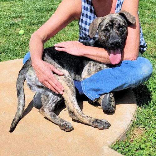Brutus, an adoptable Labrador Retriever, German Shepherd Dog in Rutherfordton, NC, 28139 | Photo Image 3