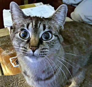 PRINCESS - Offered by Owner