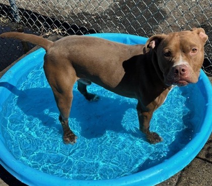 Winchester, an adoptable American Bulldog, Mixed Breed in Pendleton, OR, 97801 | Photo Image 1