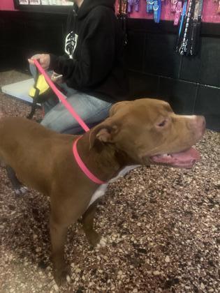 Winchester, an adoptable American Bulldog, Mixed Breed in Pendleton, OR, 97801 | Photo Image 2