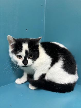 Mooshoo, an adoptable Domestic Short Hair in Pendleton, OR, 97801 | Photo Image 2