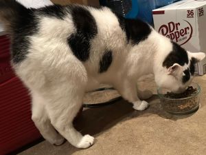 OREO - Offered by Owner- Young Adult Male
