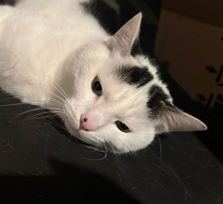 OREO - Offered by Owner- Young Adult Male 2