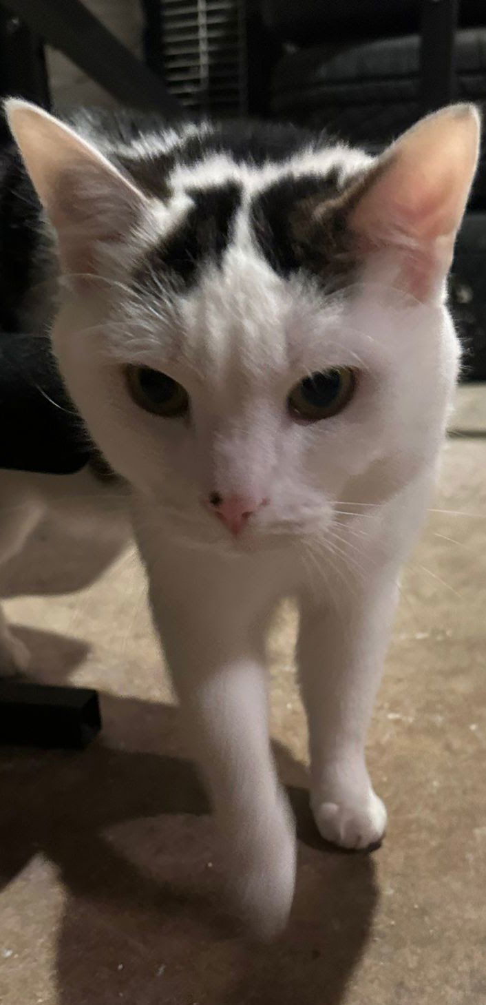 OREO - Offered by Owner- Young Adult Male 3
