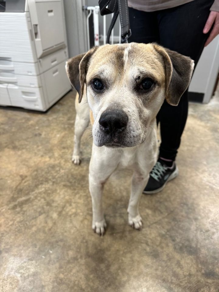 Dog for adoption Franky, a Mixed Breed in Jonesboro, AR Petfinder