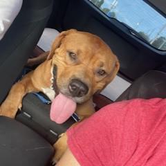 Scooby, an adoptable Mixed Breed in Bradenton, FL, 34211 | Photo Image 3
