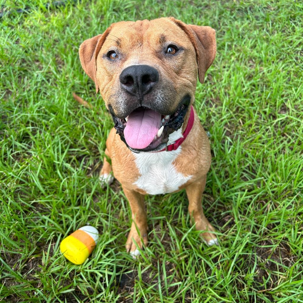 Scooby, an adoptable Mixed Breed in Bradenton, FL, 34211 | Photo Image 3