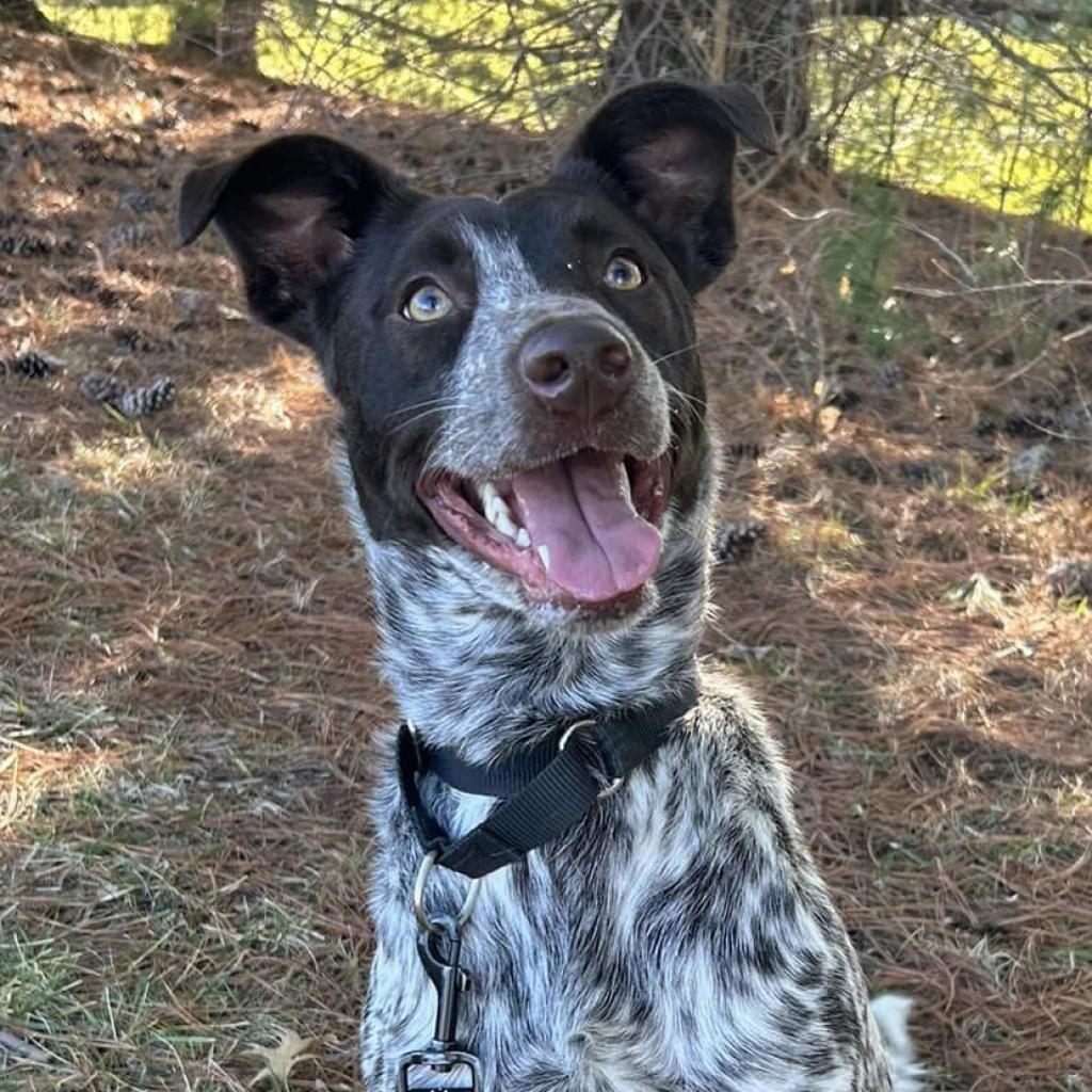 Loki, an adoptable Cattle Dog in Shawnee, KS, 66214 | Photo Image 1
