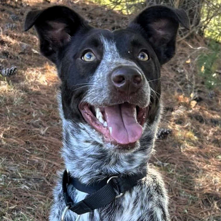 Loki, an adoptable Cattle Dog in Shawnee, KS, 66214 | Photo Image 1