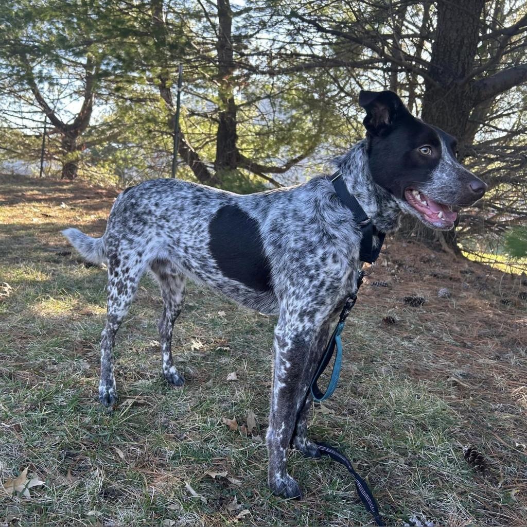 Loki, an adoptable Cattle Dog in Shawnee, KS, 66214 | Photo Image 2