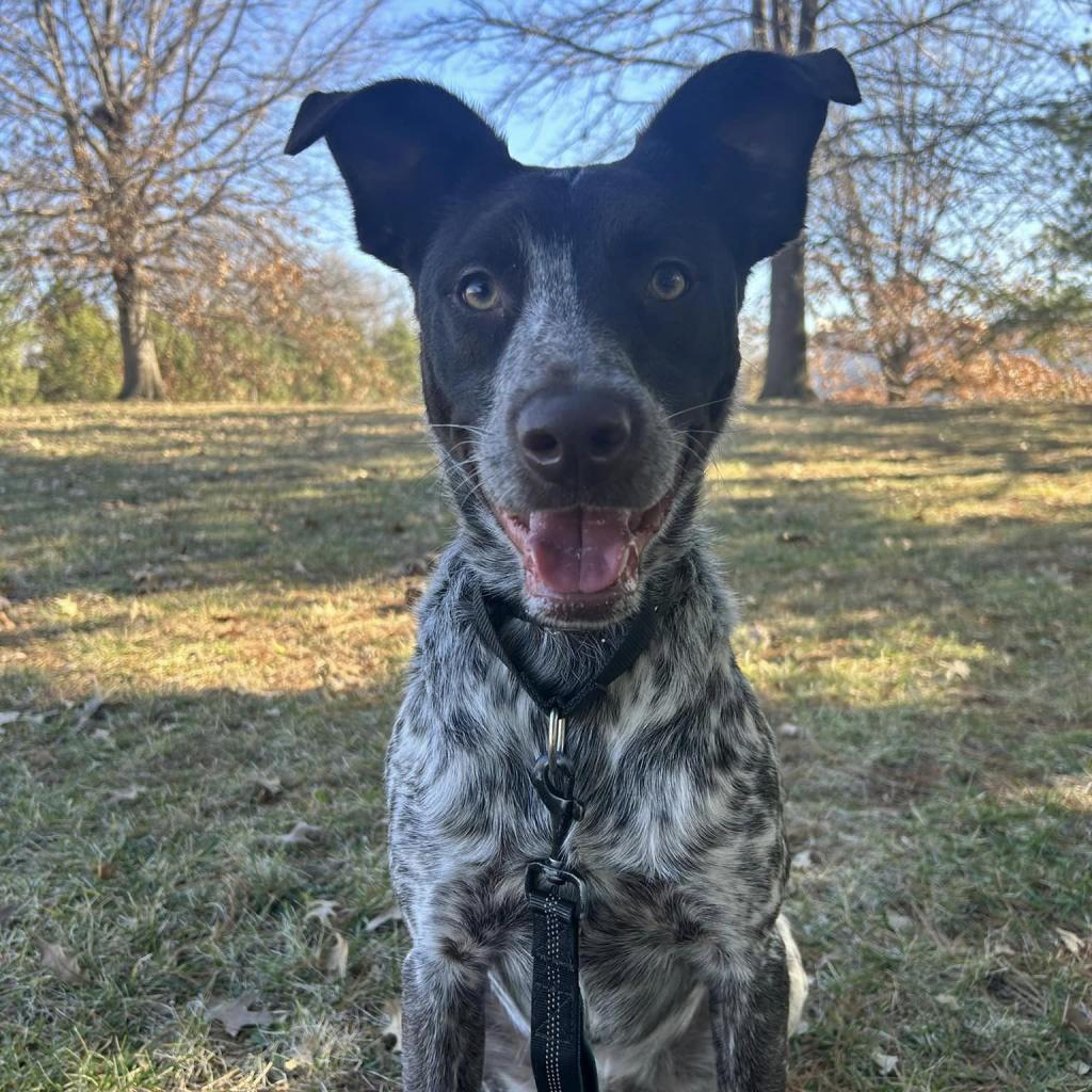 Loki, an adoptable Cattle Dog in Shawnee, KS, 66214 | Photo Image 3